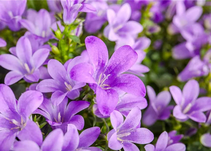 Die Glockenblume: die Vielfalt in einer Pflanze