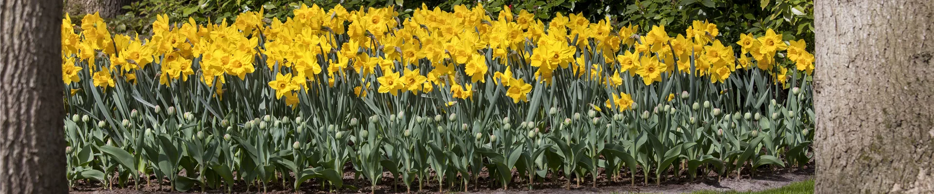 Beet mit Narzissen Beet mit Narzissen