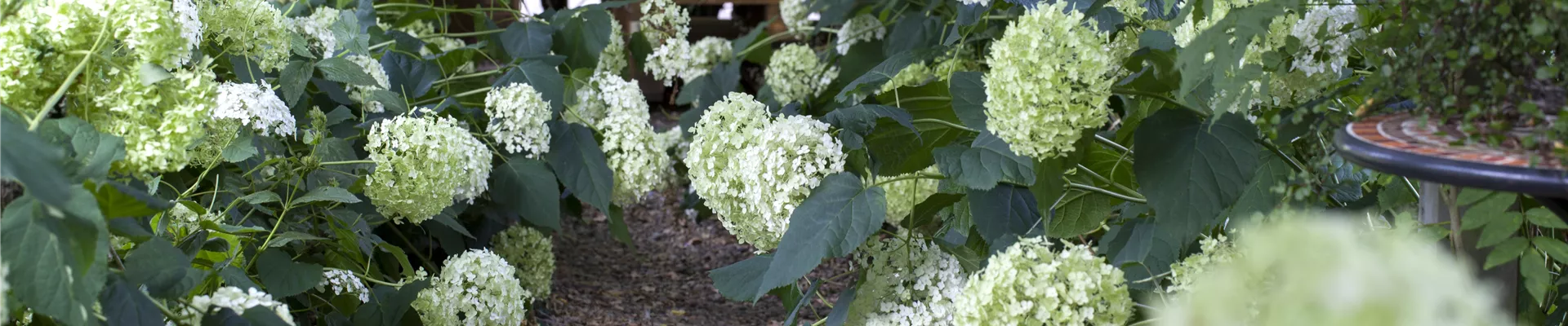 Hydrangea arborescens 'Annabelle' Hydrangea arborescens 'Annabelle'