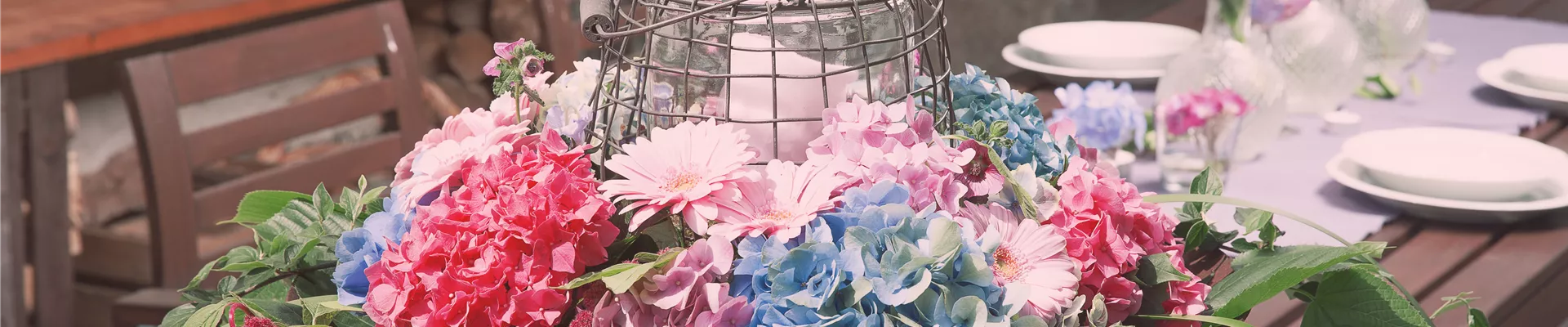Hydrangea Hydrangea