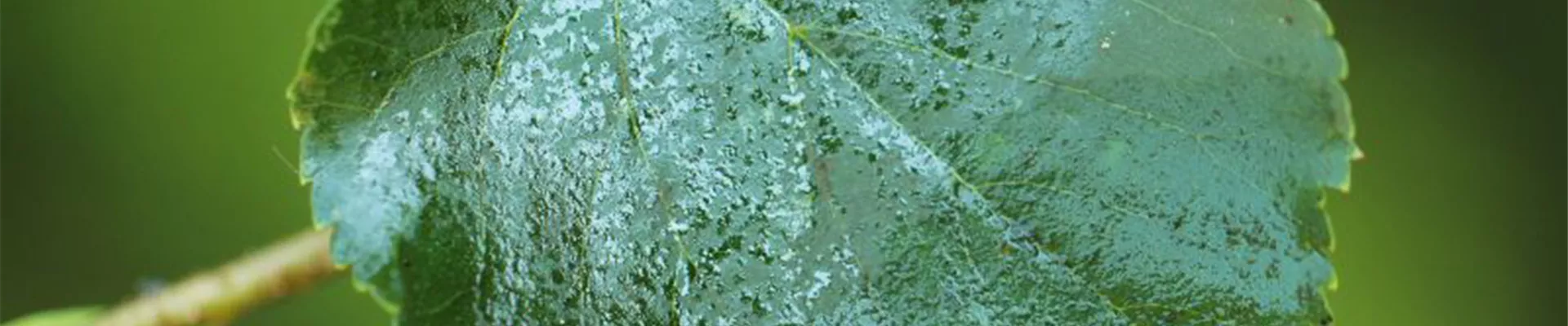 Honigtau auf Lindenblatt Honigtau auf Lindenblatt