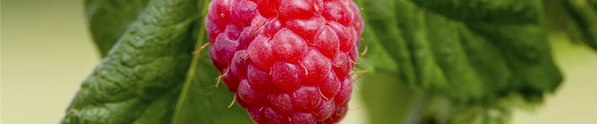 Rubus idaeus 'Malling Promise' Rubus idaeus 'Malling Promise'