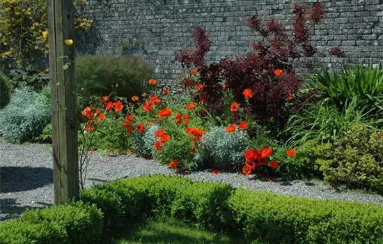 Stauden – pflanzen, pflegen, lieben Stauden – pflanzen, pflegen, lieben