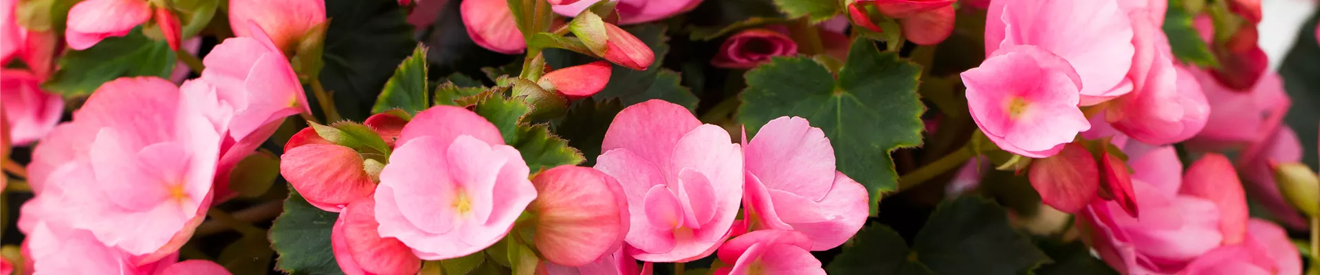 Begonia betulia Begonia betulia