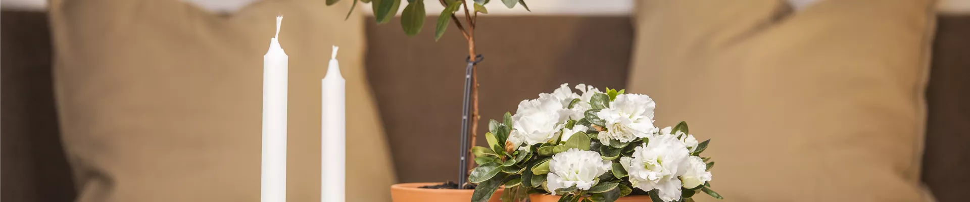 Rhododendron simsii Rhododendron simsii