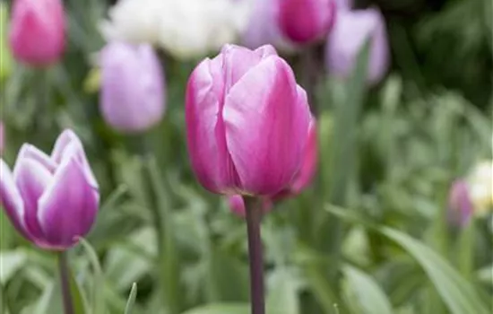 Vergessene Blumenzwiebeln im Frühjahr setzen Vergessene Blumenzwiebeln im Frühjahr setzen