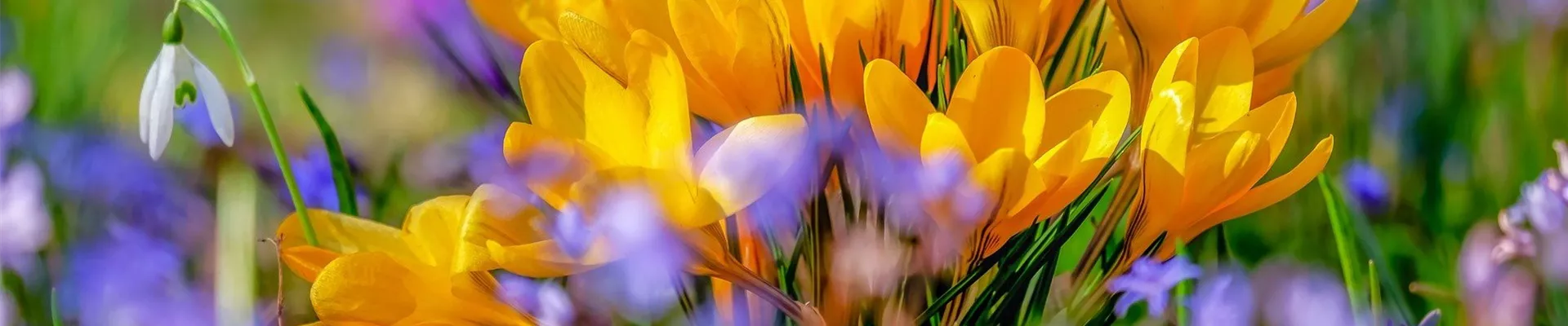 praxistipps.s3.amazonaws.com_2020-04_krokus-pflanzen praxistipps.s3.amazonaws.com_2020-04_krokus-pflanzen