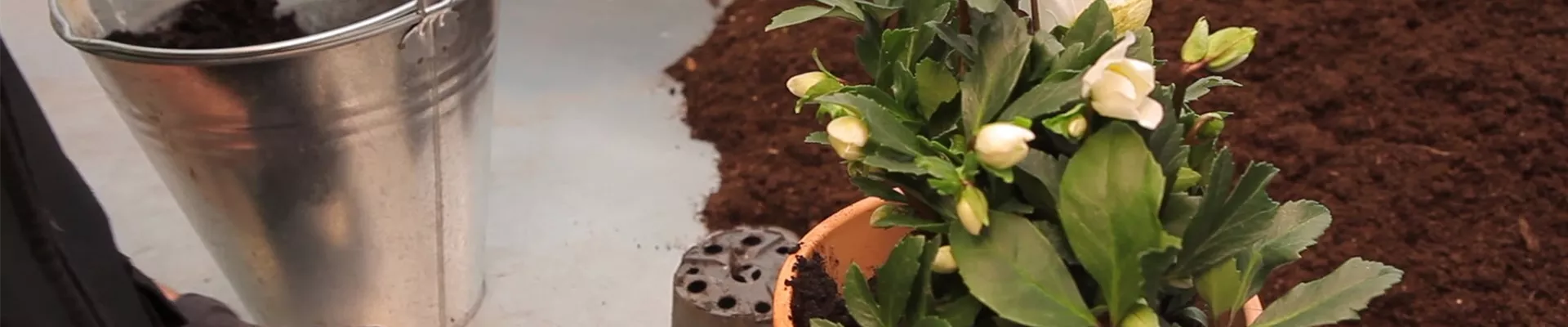 Christrose - Einpflanzen in ein Gefäß (thumbnail)