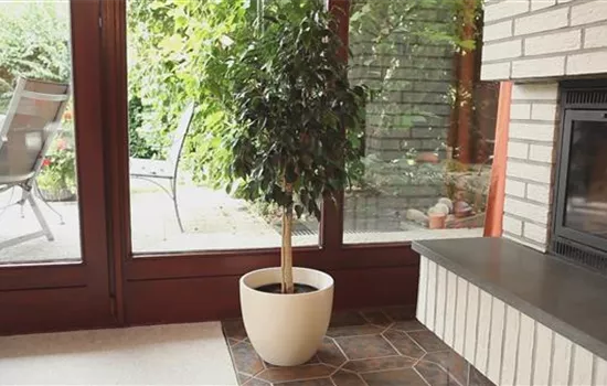 Birkenfeige - Einpflanzen in ein Gefäß Birkenfeige - Einpflanzen in ein Gefäß