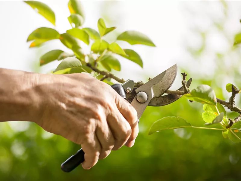 Seminar: Der perfekte Gehölzschnitt