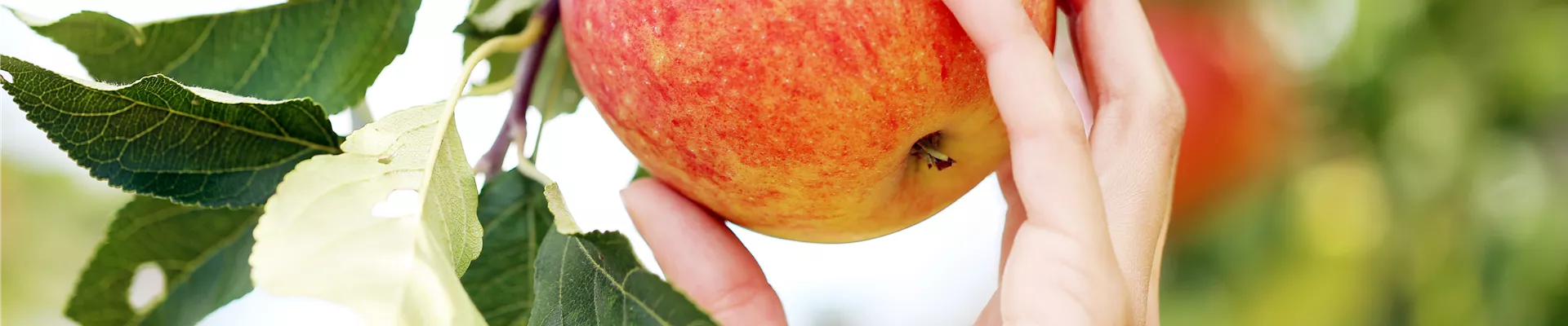 selbstpflücke-hand-an-apfel selbstpflücke-hand-an-apfel