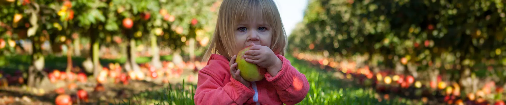 selbstpflücke-kind-mit-apfel-in-plantage