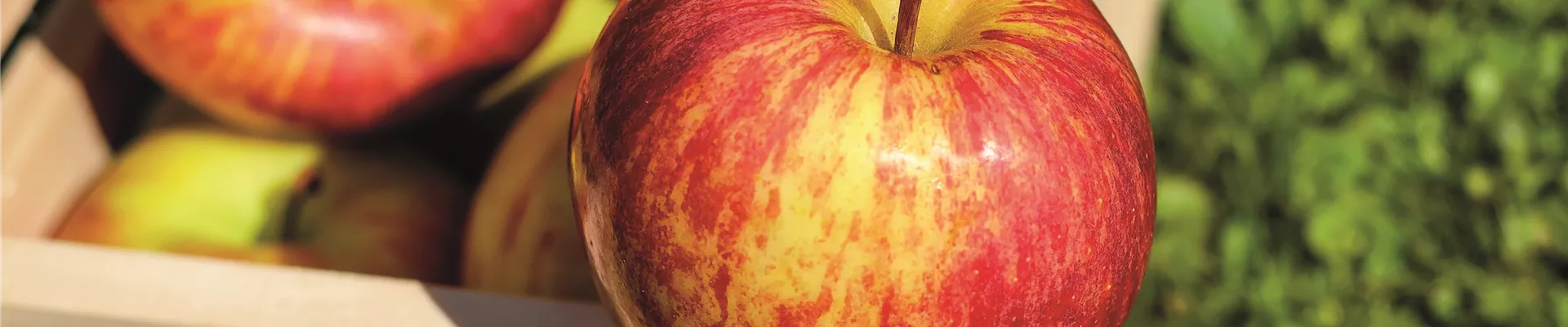 selbstpflücke-kiste-mit-äpfeln