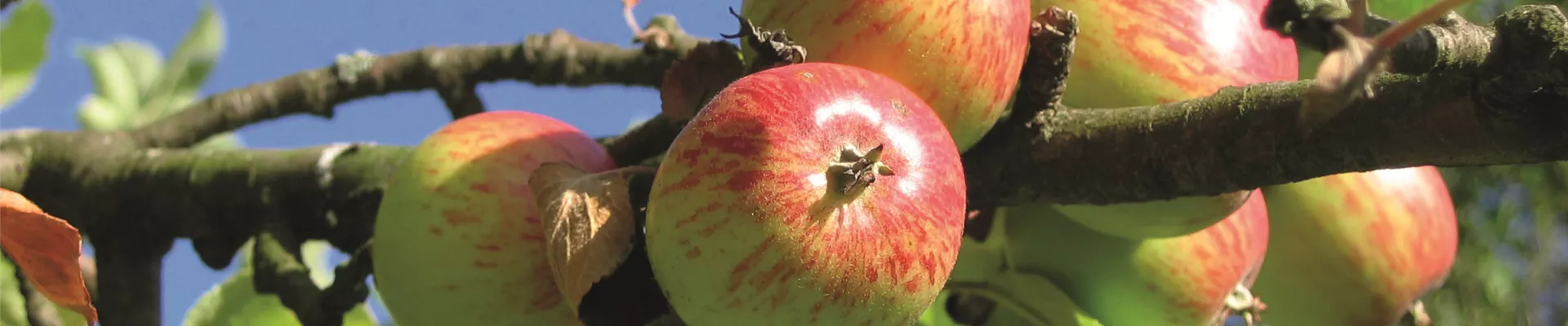 selbstpflücke-apfel-am-baum selbstpflücke-apfel-am-baum