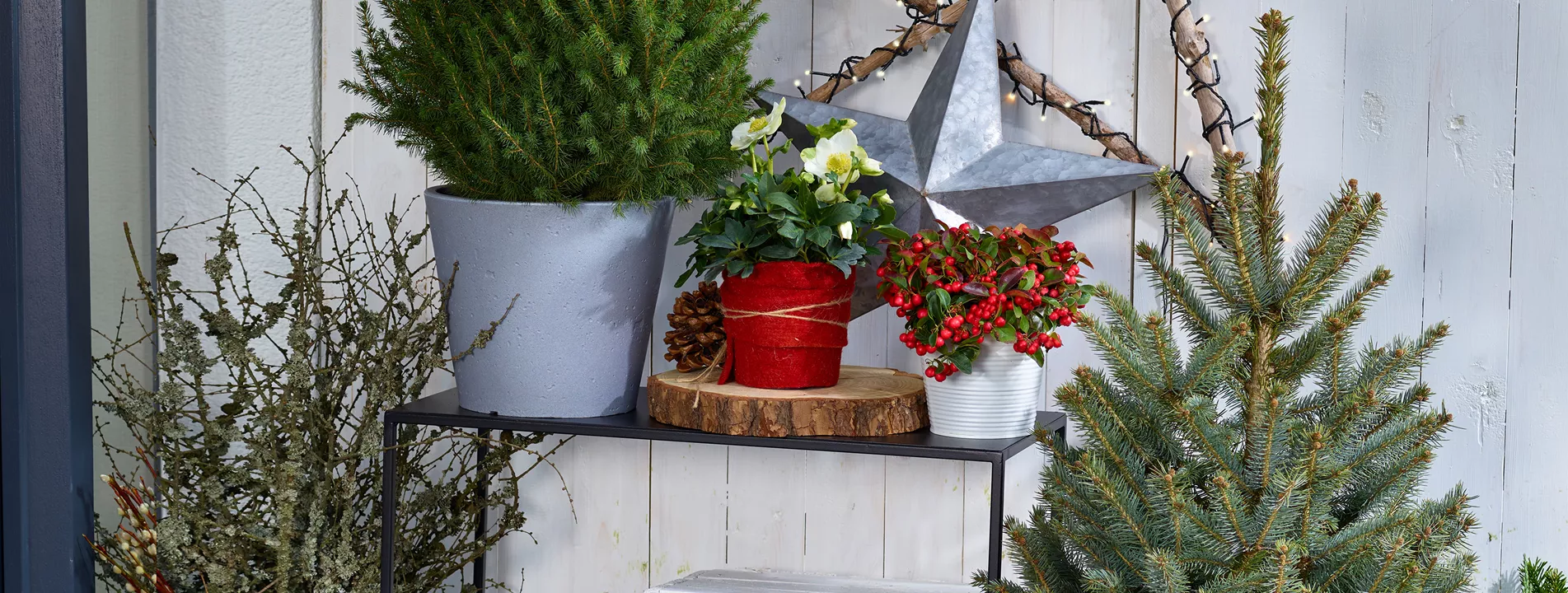 Workshop: Adventsfloristik für draußen