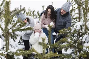 Aktion: Weihnachtsbaum selbst schlagen Aktion: Weihnachtsbaum selbst schlagen
