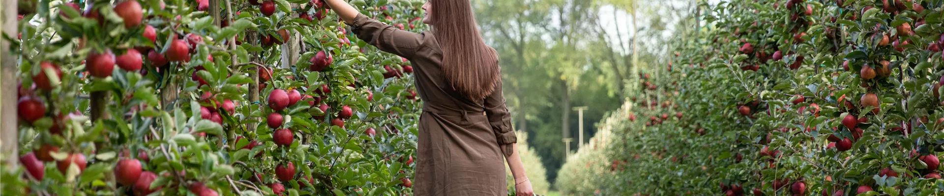 Apfelernte - Frau erntet Äpfel Apfelernte - Frau erntet Äpfel