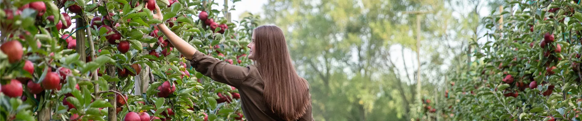 Apfelernte - Frau erntet Äpfel Apfelernte - Frau erntet Äpfel