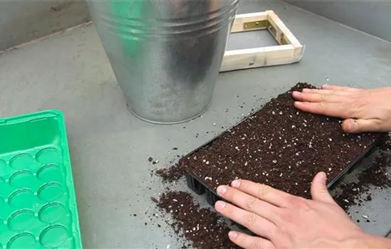 Gurken - Aussäen von Samen Gurken - Aussäen von Samen