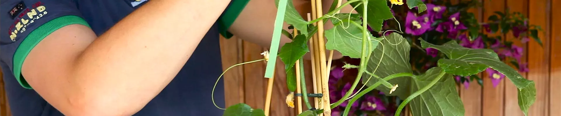 Gurken - Hochbinden (thumbnail) Gurken - Hochbinden (thumbnail)