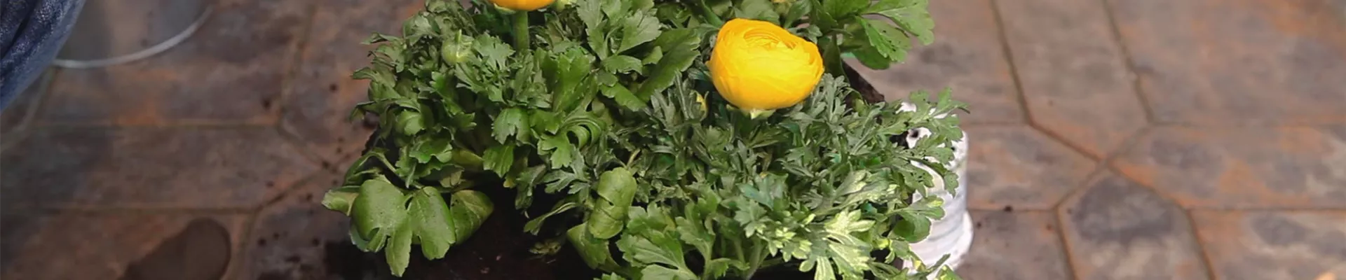 Ranunkeln - Einpflanzen in ein Gefäß (thumbnail)