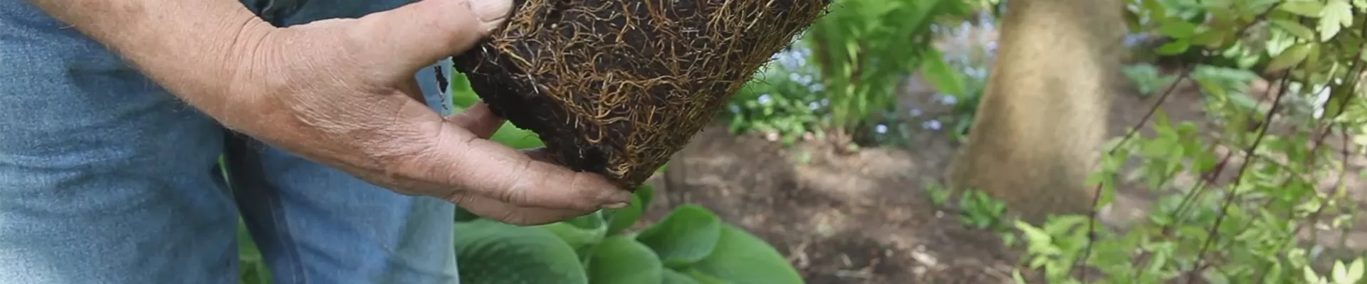 Clematis - Einpflanzen im Garten (thumbnail) Clematis - Einpflanzen im Garten (thumbnail)