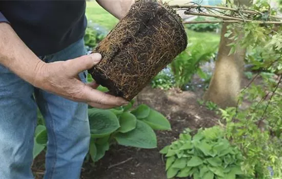 Clematis - Einpflanzen im Garten Clematis - Einpflanzen im Garten