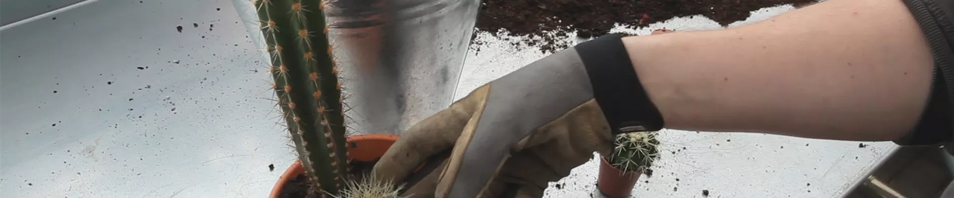 Kakteen - Einpflanzen in ein Gefäß (thumbnail) Kakteen - Einpflanzen in ein Gefäß (thumbnail)