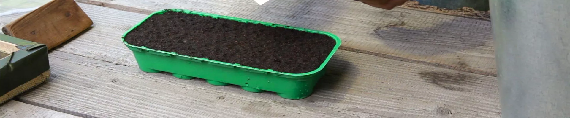 Ringelblumen - Aussäen von Samen (thumbnail) Ringelblumen - Aussäen von Samen (thumbnail)