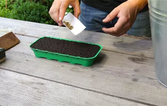 Ringelblumen - Aussäen von Samen Ringelblumen - Aussäen von Samen