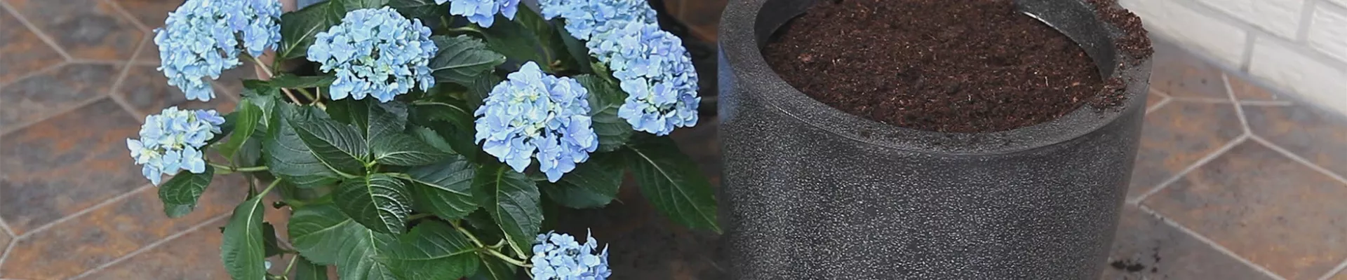 Hortensien - Einpflanzen in ein Gefäß (thumbnail) Hortensien - Einpflanzen in ein Gefäß (thumbnail)