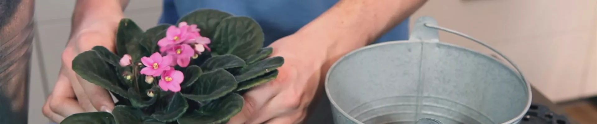 Usambaraveilchen - Einpflanzen in ein Gefäß (thumbnail) Usambaraveilchen - Einpflanzen in ein Gefäß (thumbnail)