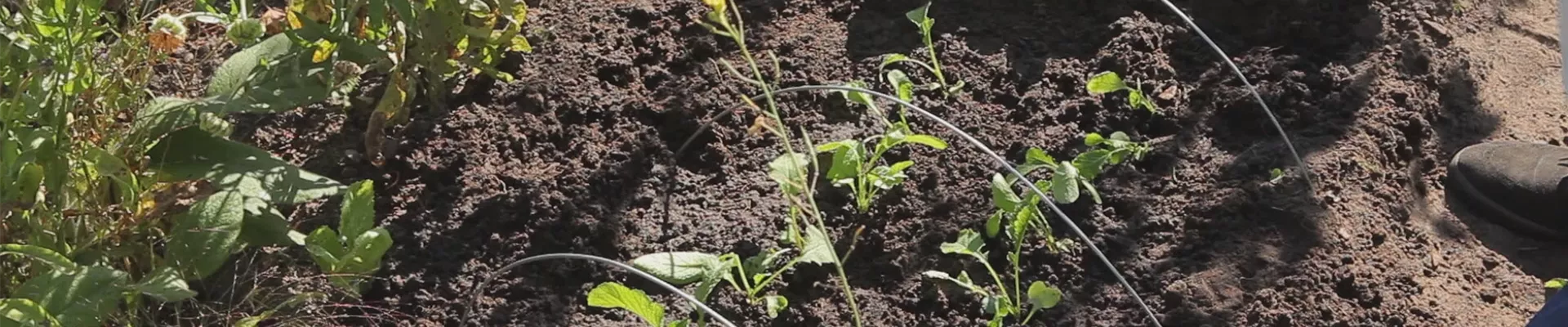 Radieschen - Aussaat und Aufzucht (thumbnail)