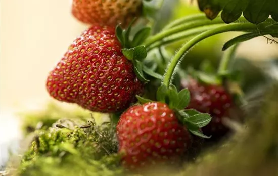 Erdbeeren – rot, rund und richtig lecker! Erdbeeren – rot, rund und richtig lecker!