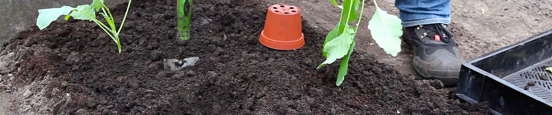 Kohlrabi - Einpflanzen im Gemüsebeet (thumbnail)