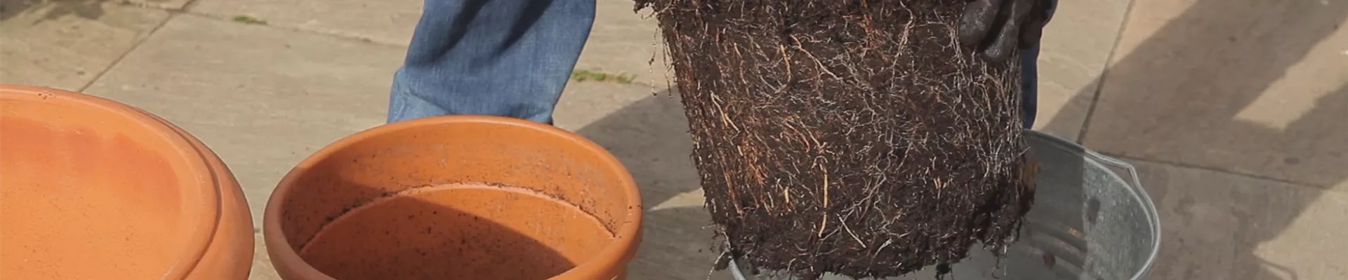 Olivenbaum - Einpflanzen in ein Gefäß (thumbnail)