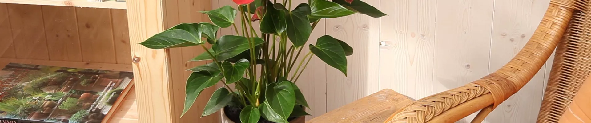 Flamingoblume - Einpflanzen in ein Gefäß (thumbnail) Flamingoblume - Einpflanzen in ein Gefäß (thumbnail)