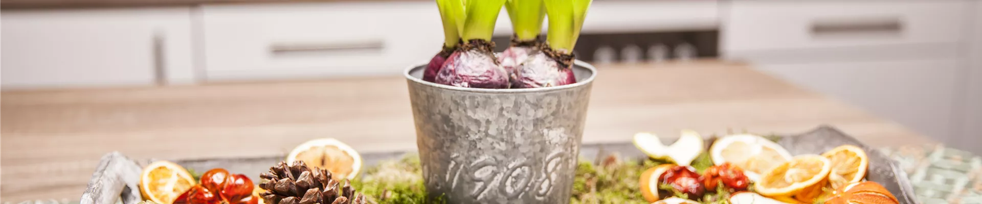 Hyacinthus orientalis Hyacinthus orientalis