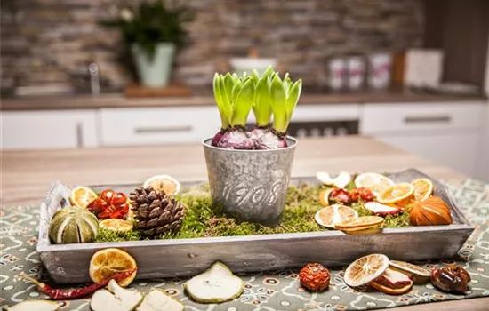 Hyazinthen zu Weihnachten Hyazinthen zu Weihnachten