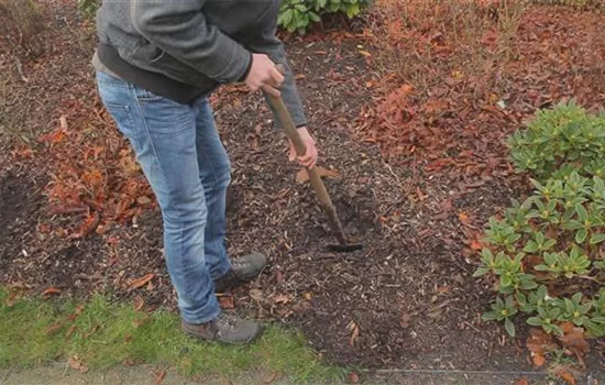 Rhododendron - Einpflanzen im Garten Rhododendron - Einpflanzen im Garten