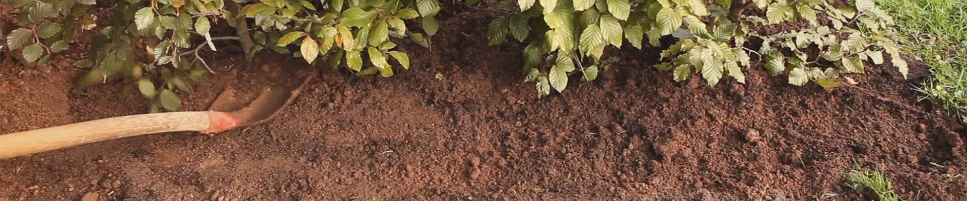 Rotbuchenhecke - Einpflanzen im Garten (thumbnail)