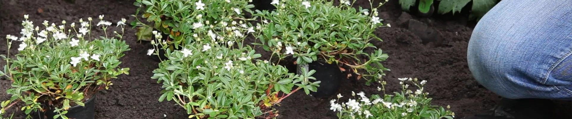 Fingerkraut - Einpflanzen im Garten (thumbnail) Fingerkraut - Einpflanzen im Garten (thumbnail)