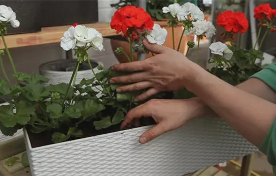 Geranien - Einpflanzen in einen Balkonkasten Geranien - Einpflanzen in einen Balkonkasten