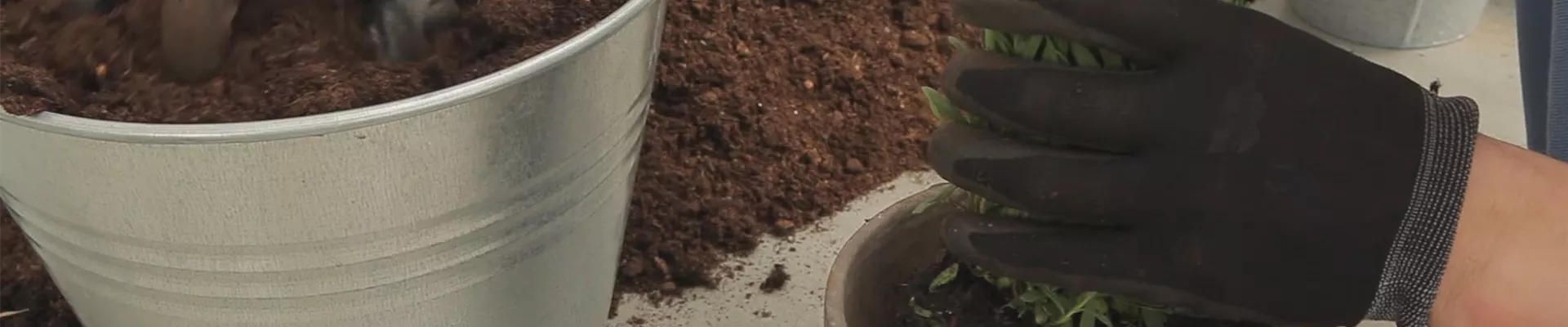 Lavendel - Einpflanzen in ein Gefäß (thumbnail)