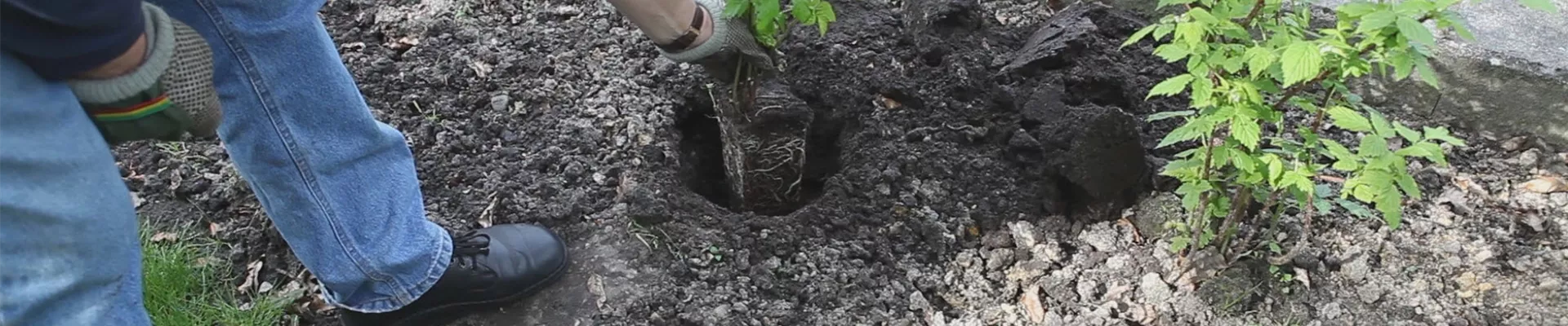 Himbeere - Einpflanzen im Garten (thumbnail) Himbeere - Einpflanzen im Garten (thumbnail)