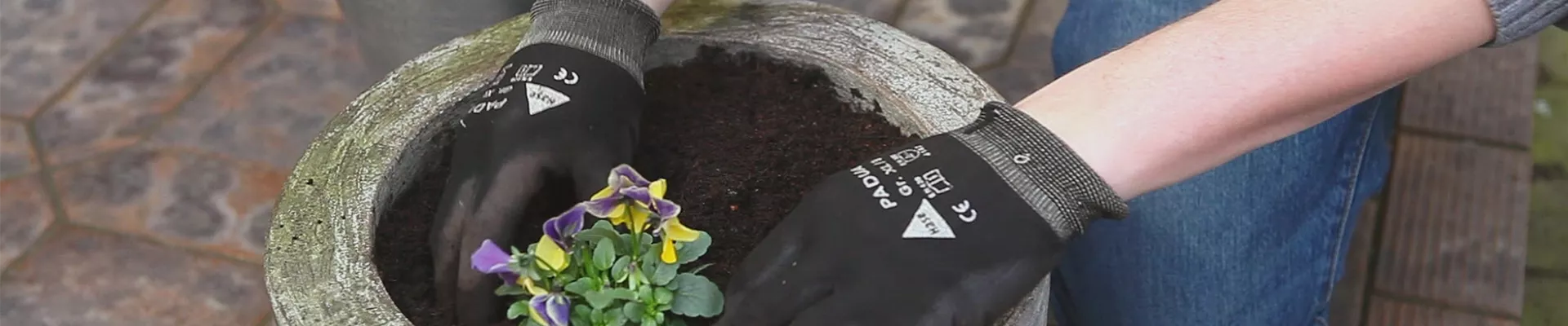 Hornveilchen - Einpflanzen in ein Gefäß (thumbnail)