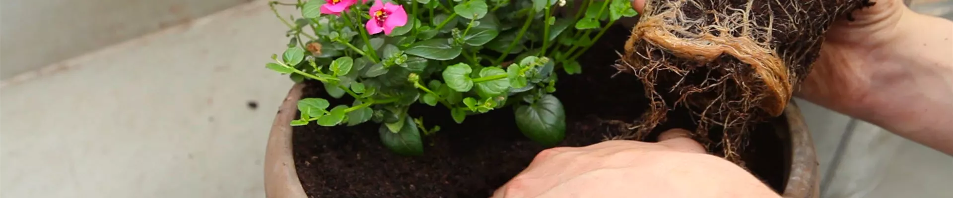 Elfensporn - Einpflanzen in ein Gefäß (thumbnail)