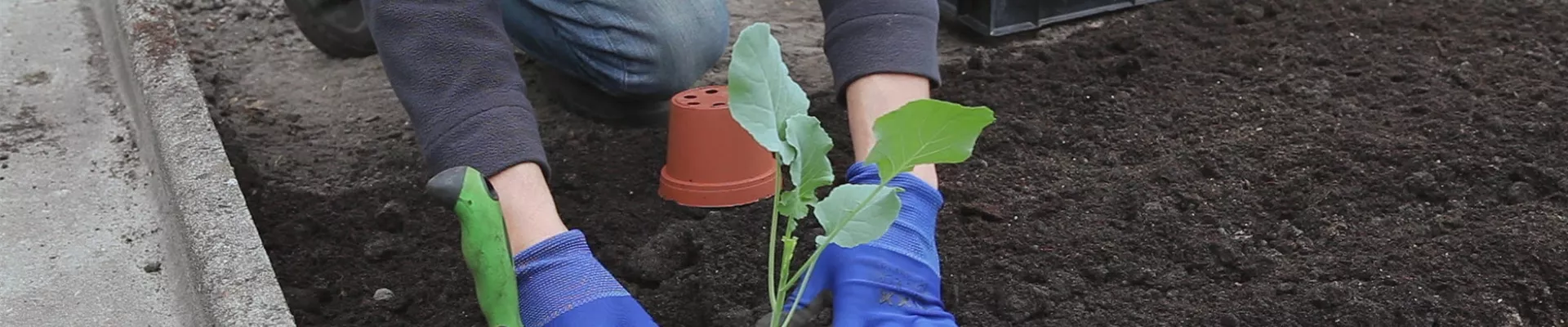 Brokkoli - Einpflanzen in ein Gemüsebeet (thumbnail) Brokkoli - Einpflanzen in ein Gemüsebeet (thumbnail)