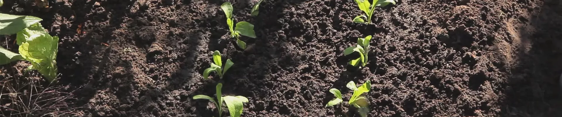 Ringelblumen - Aussaat und Anzucht (thumbnail) Ringelblumen - Aussaat und Anzucht (thumbnail)