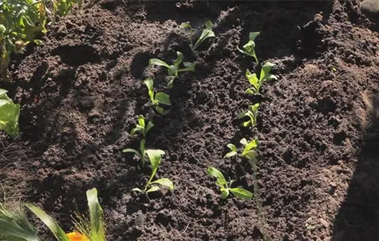 Ringelblumen - Aussaat und Anzucht Ringelblumen - Aussaat und Anzucht